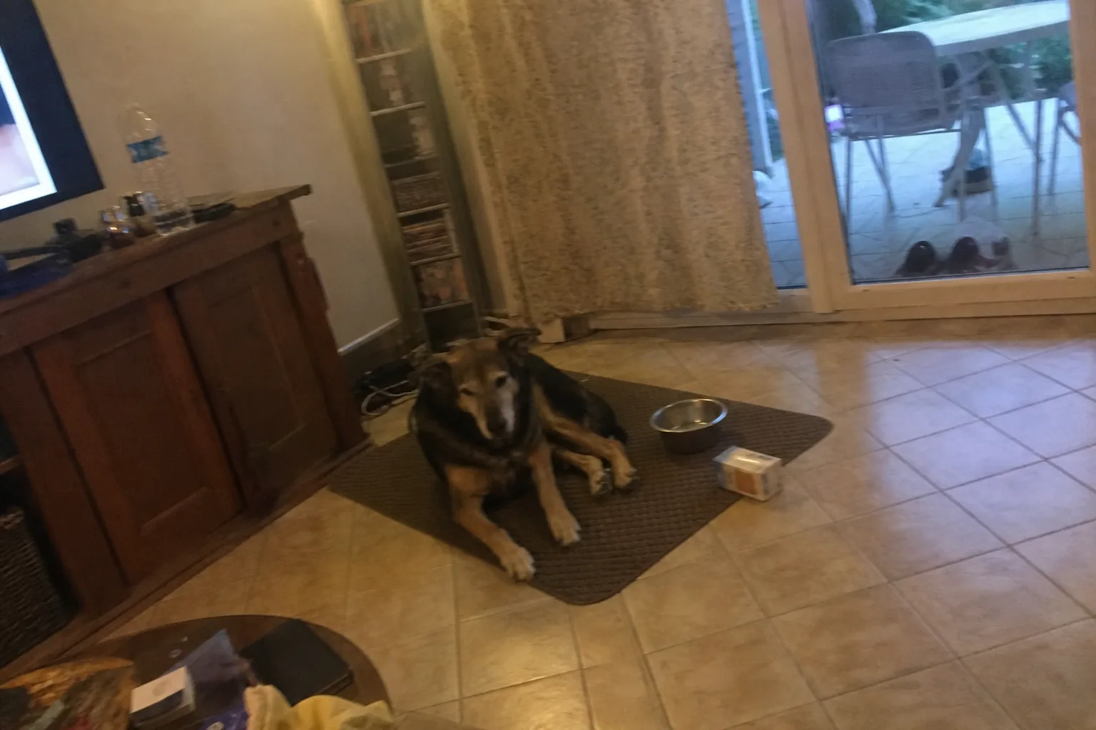 Chien âgé couché sur un tapis dans un séjour