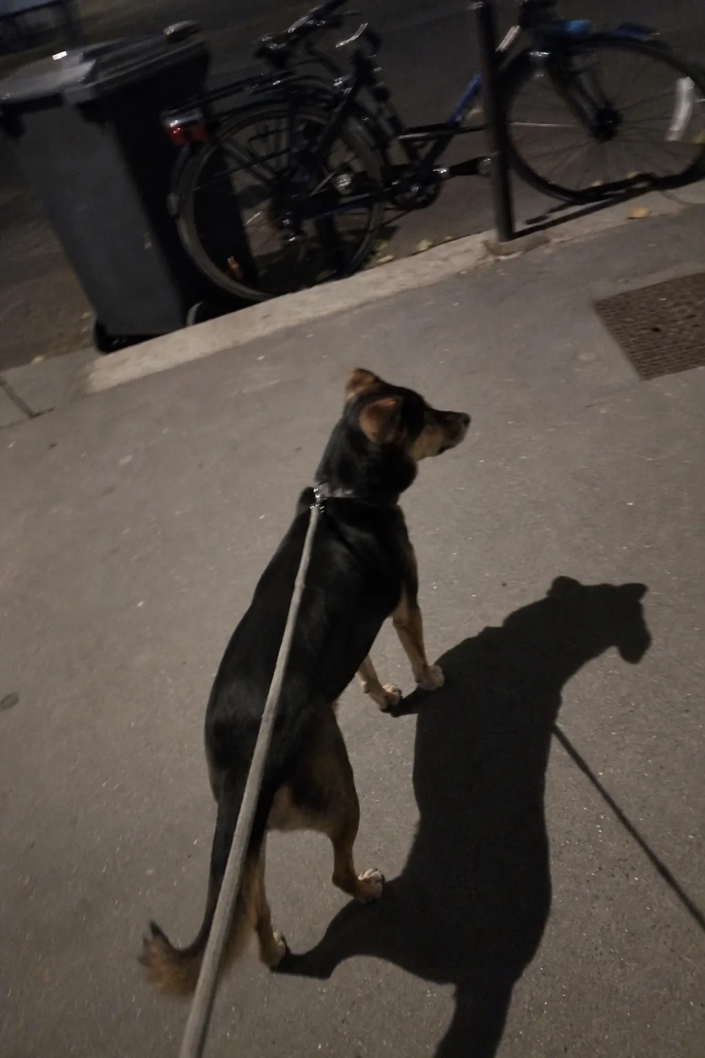 Chien en laisse sur un trottoir en ville