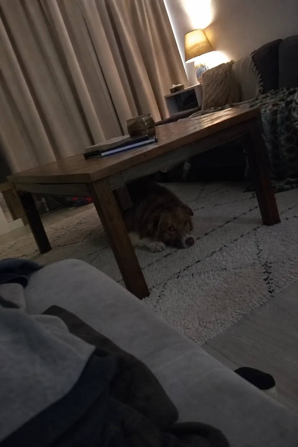 Chien couché sous une table basse dans un appartement calme