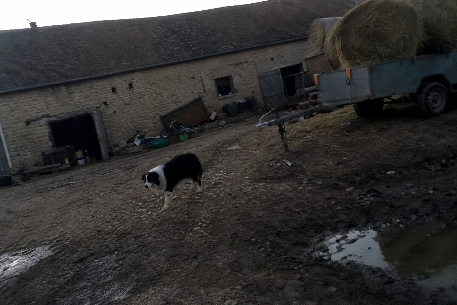 Chien de berger dans une cour de ferme