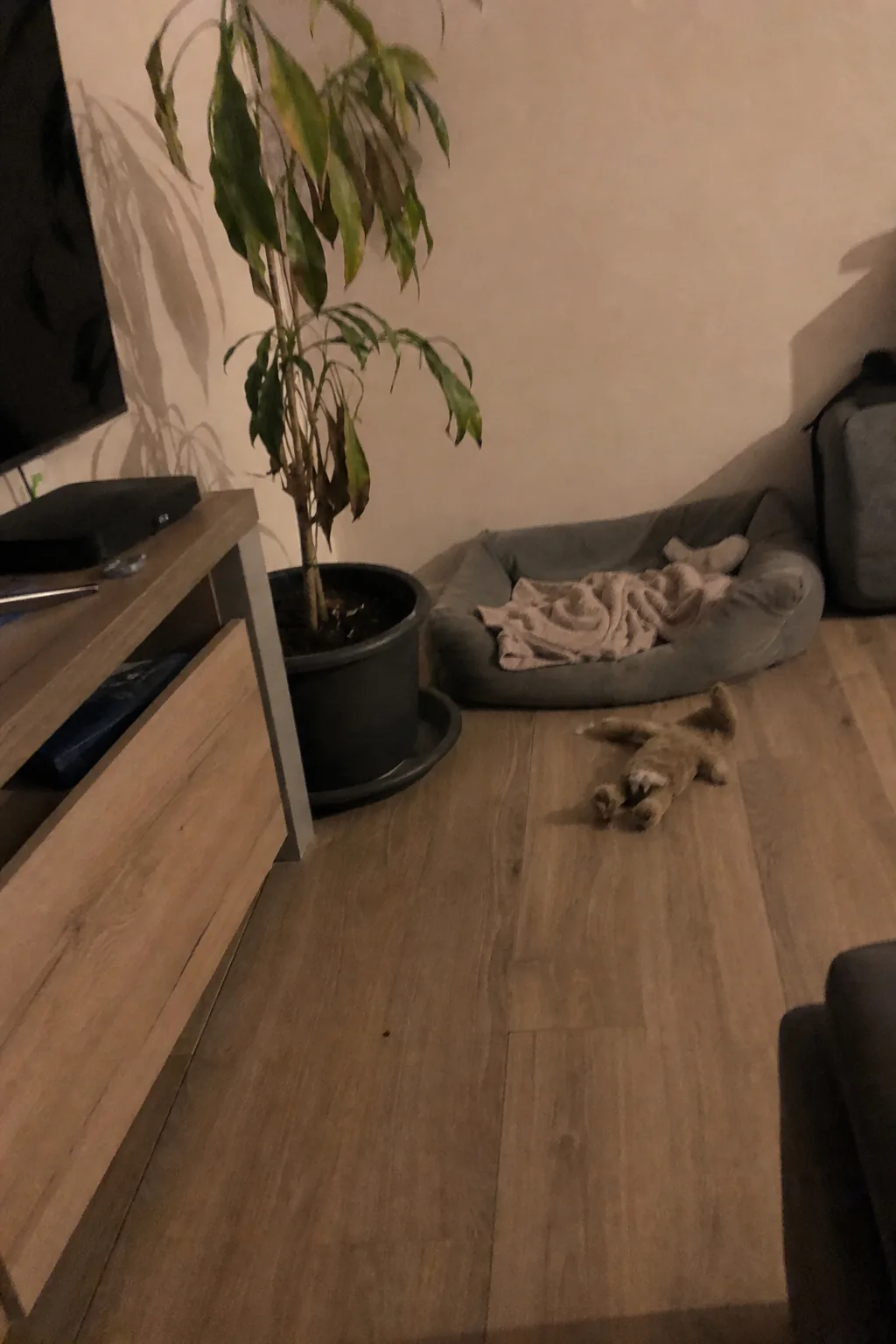 Panier pour petit chien dans un coin de salon