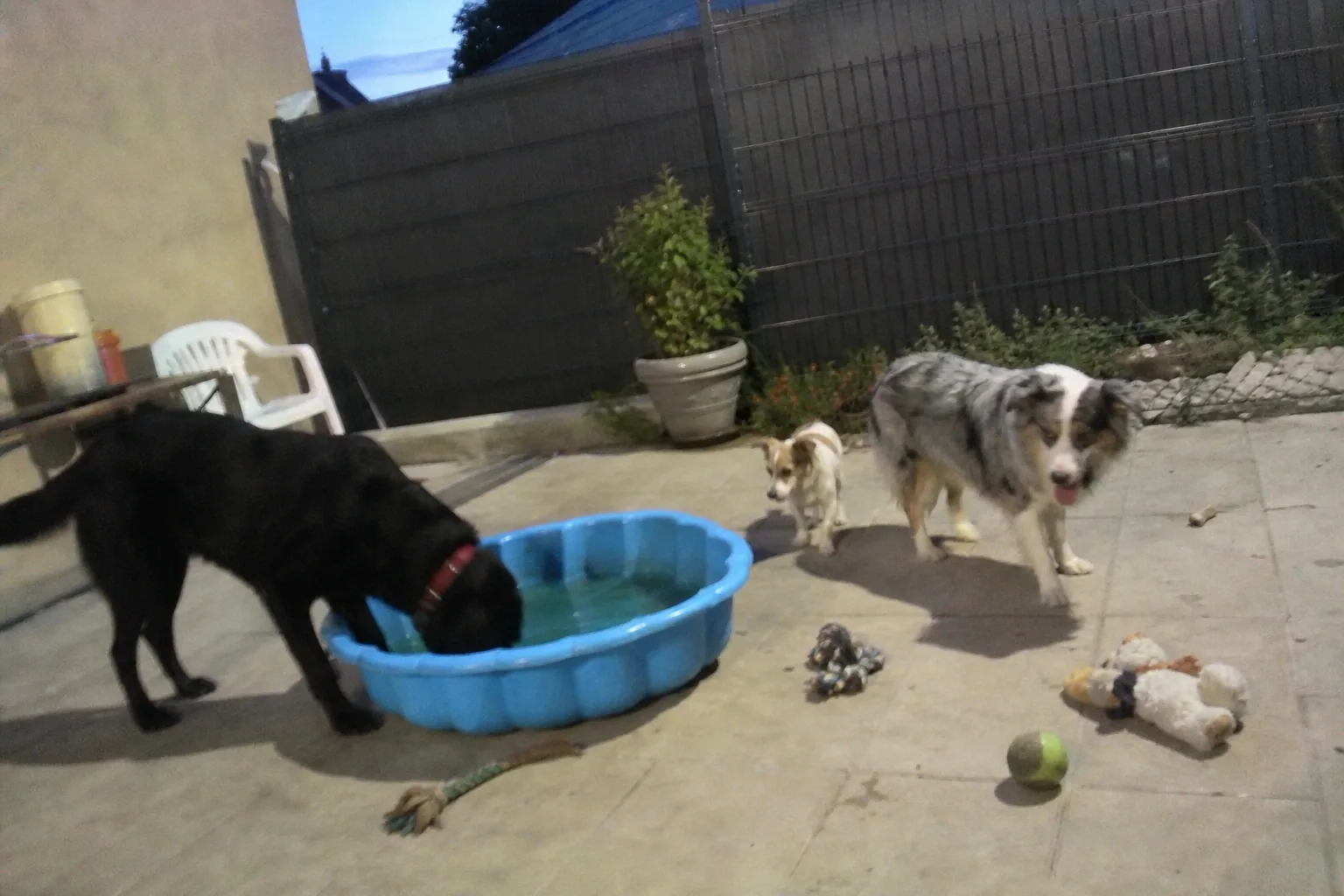 Chiens autour d'une piscine en plastique dans un jardin clôturé