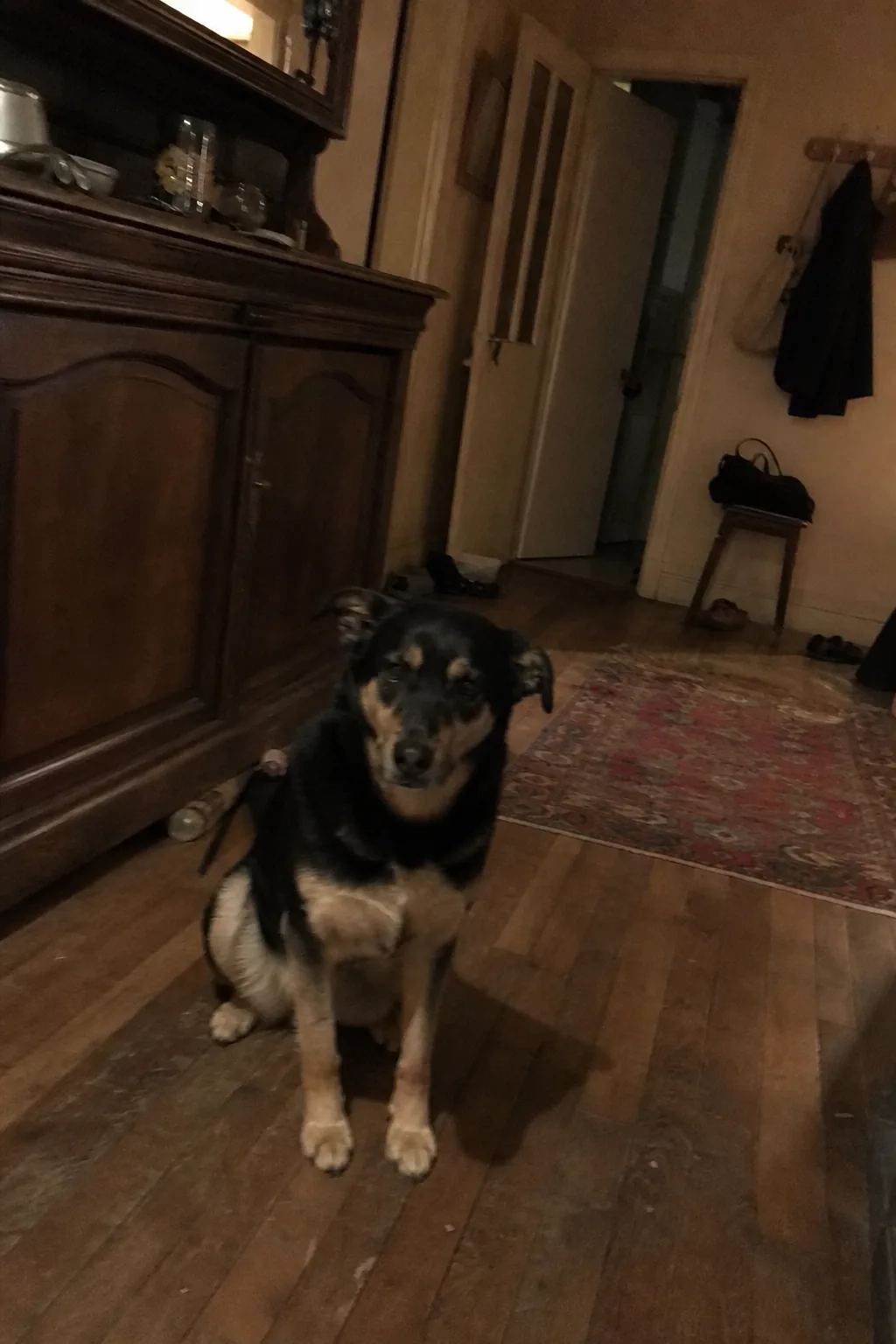 Chienne croisée assise dans un couloir d'appartement