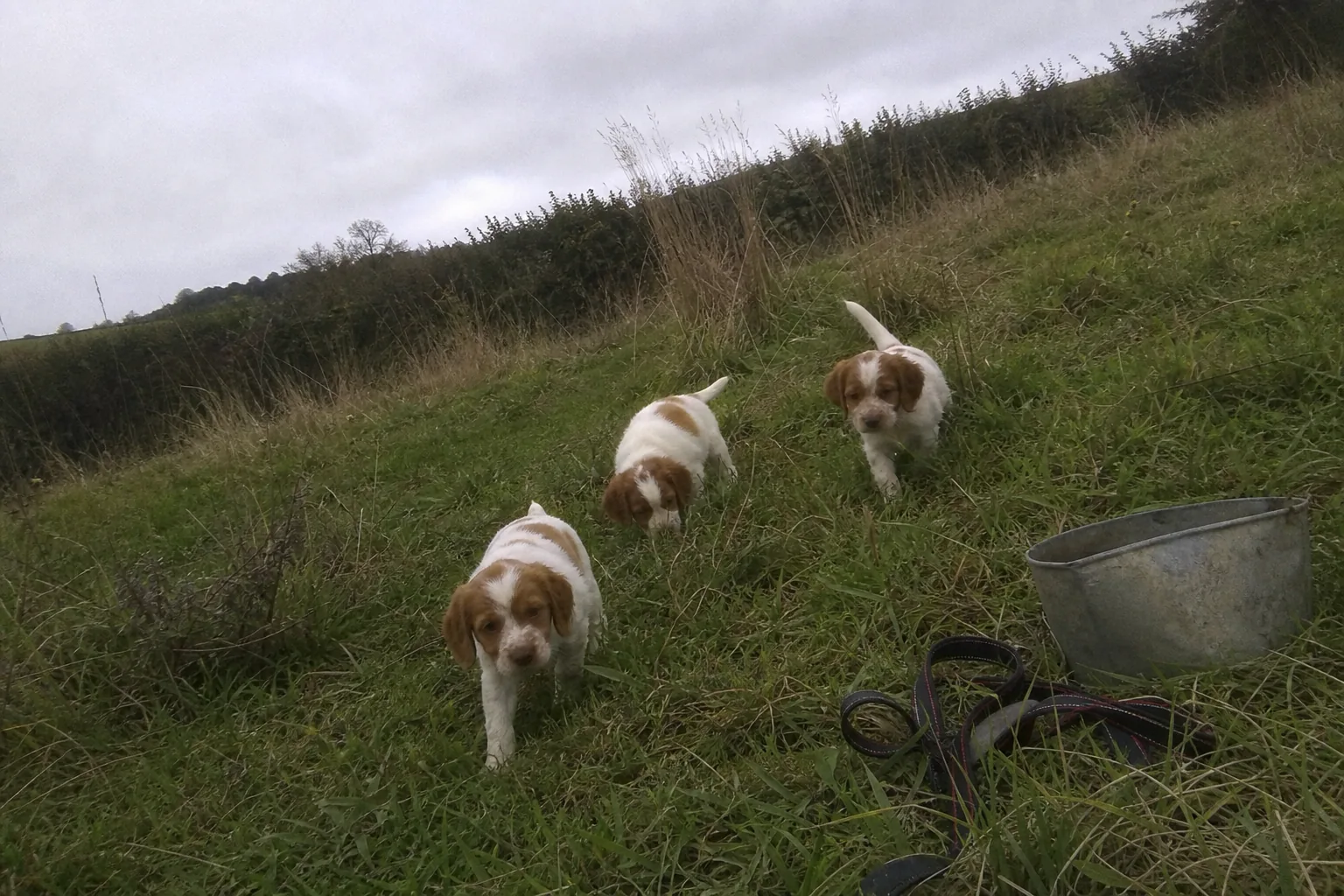 Chiots épagneul breton dans un pré
