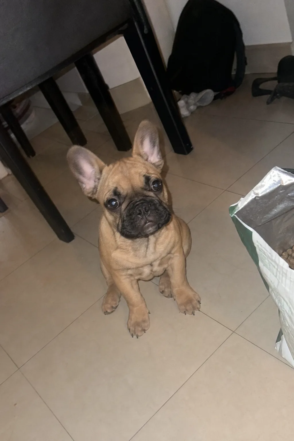 Chiot bouledogue français assis sur un carrelage