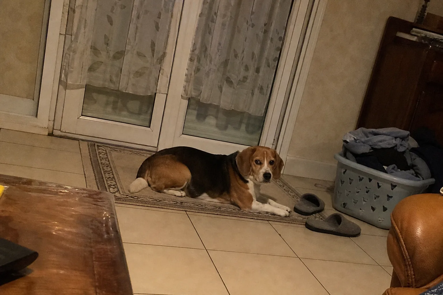 Beagle adulte couché devant une porte-fenêtre