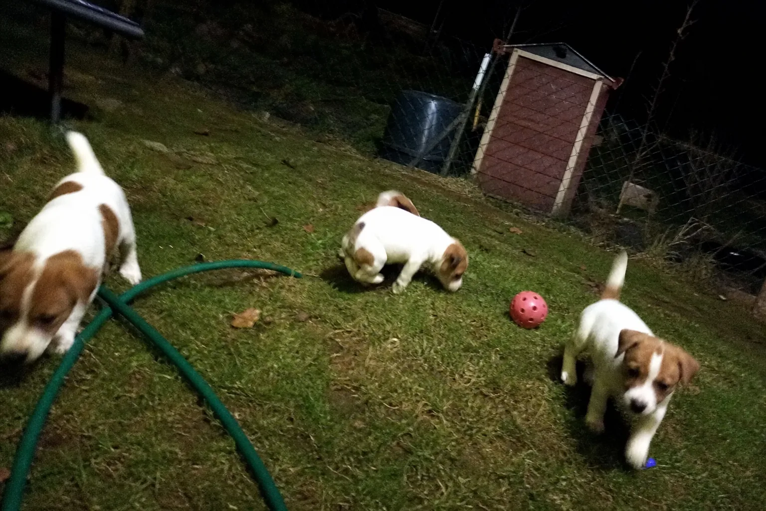 Trois chiots jack russell dans un jardin