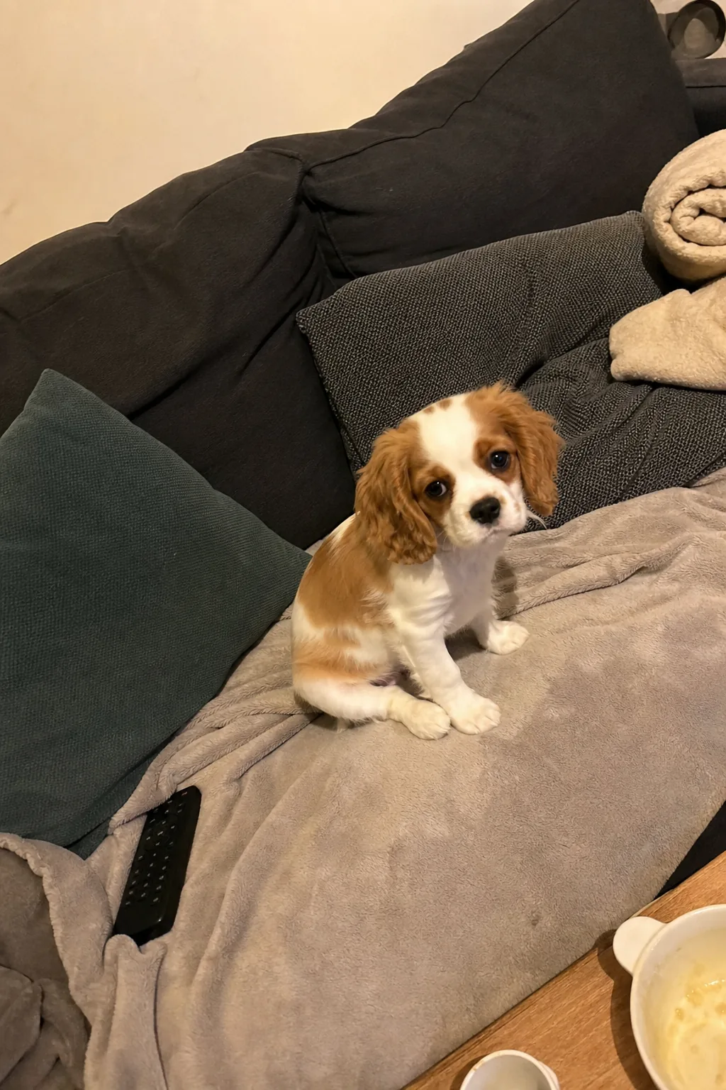 Chiot cavalier king charles assis sur un plaid