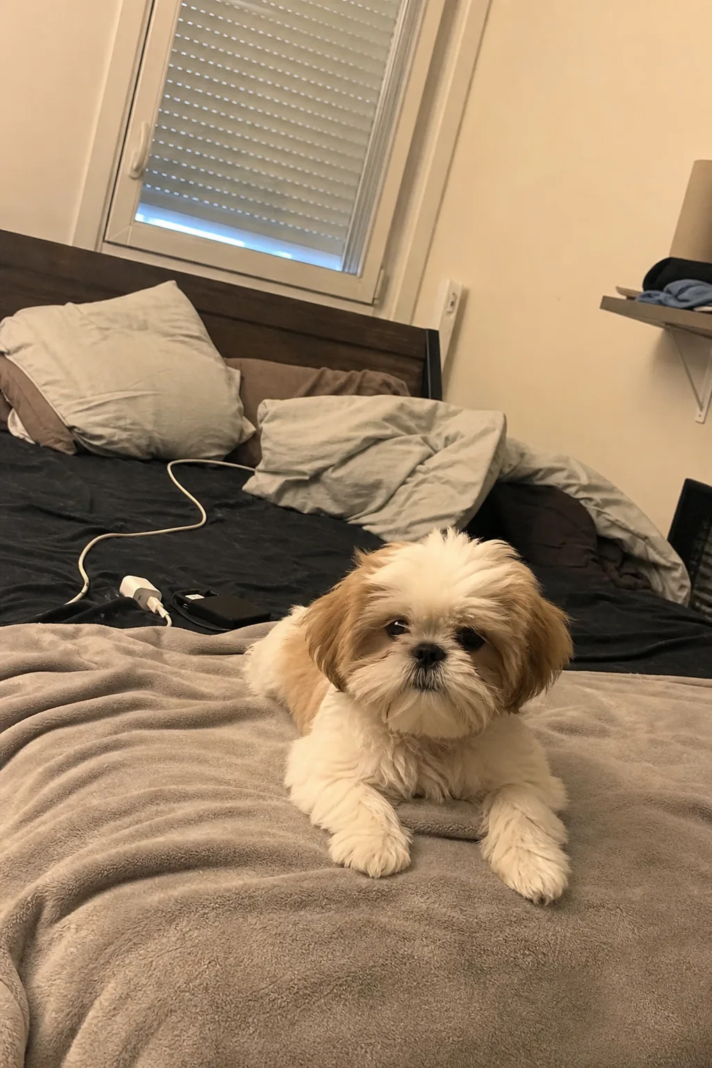 Chiot shih tzu posé sur un plaid