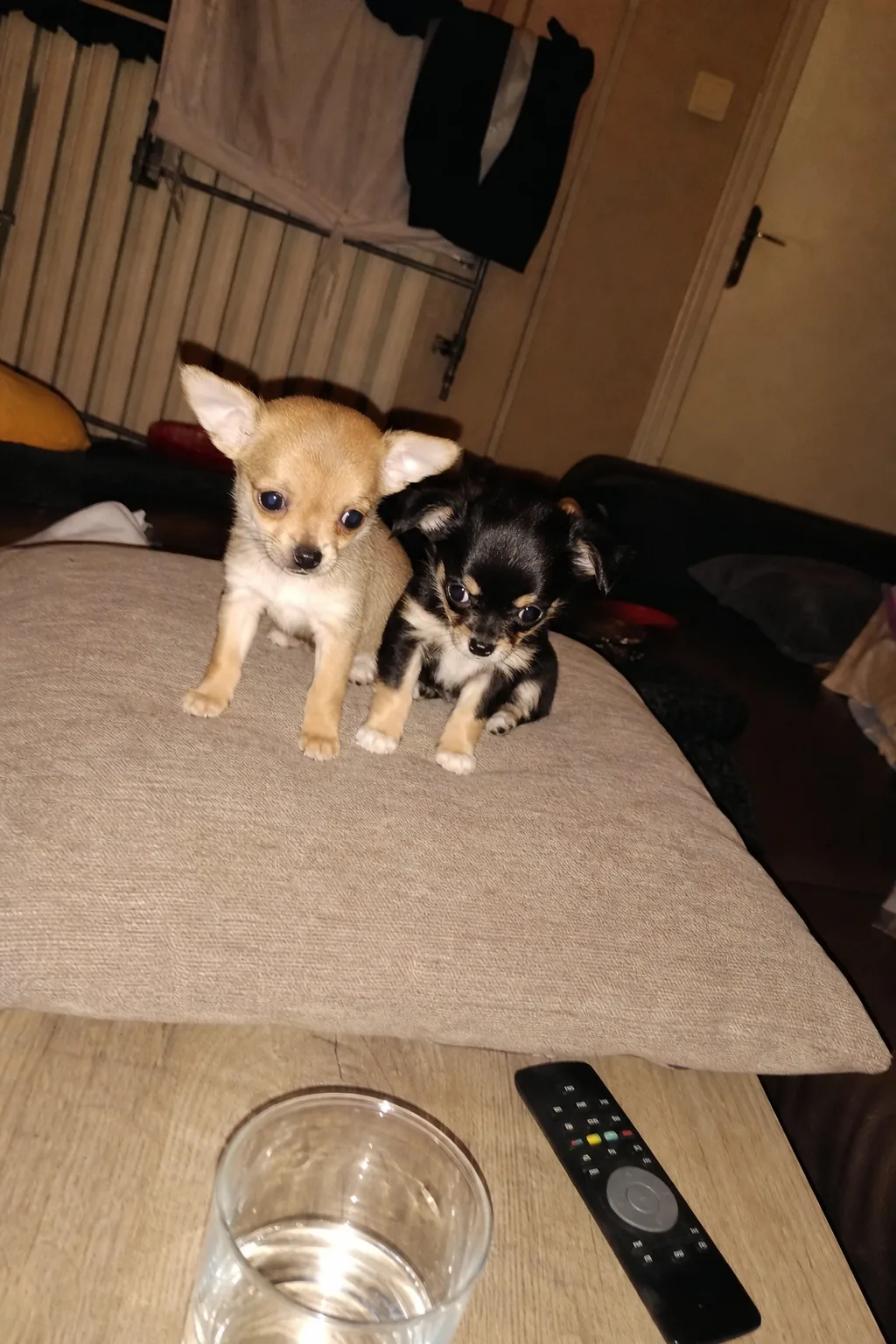 Deux chiots chihuahua sur un coussin