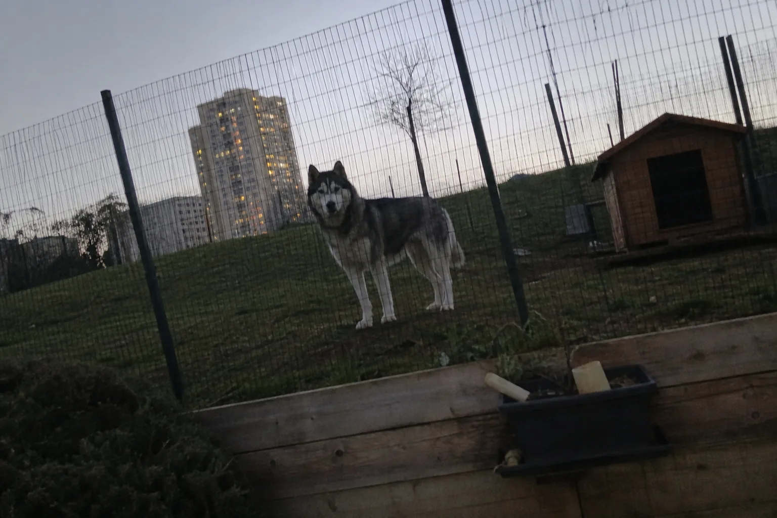 Husky sibérien debout dans un jardin clôturé