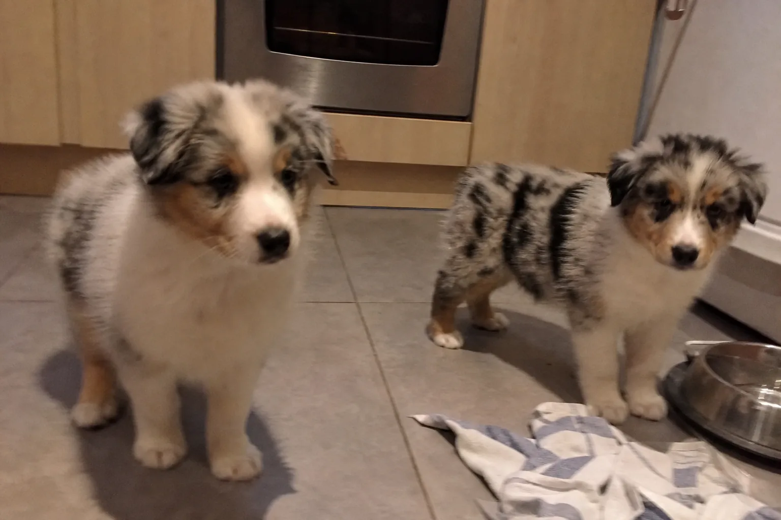 Deux chiots berger australien sur le carrelage d'une cuisine
