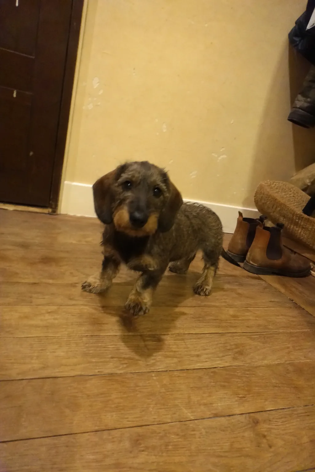 Chiot teckel poil dur dans une entrée