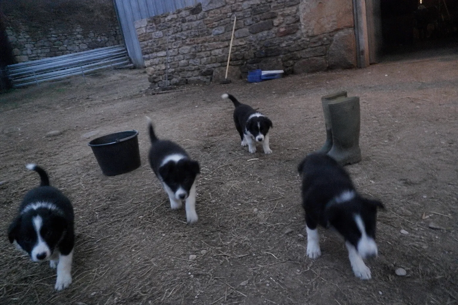 Chiots border collie dans une cour de ferme