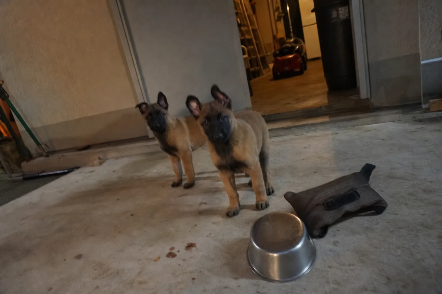 Deux chiots malinois sur une terrasse en béton
