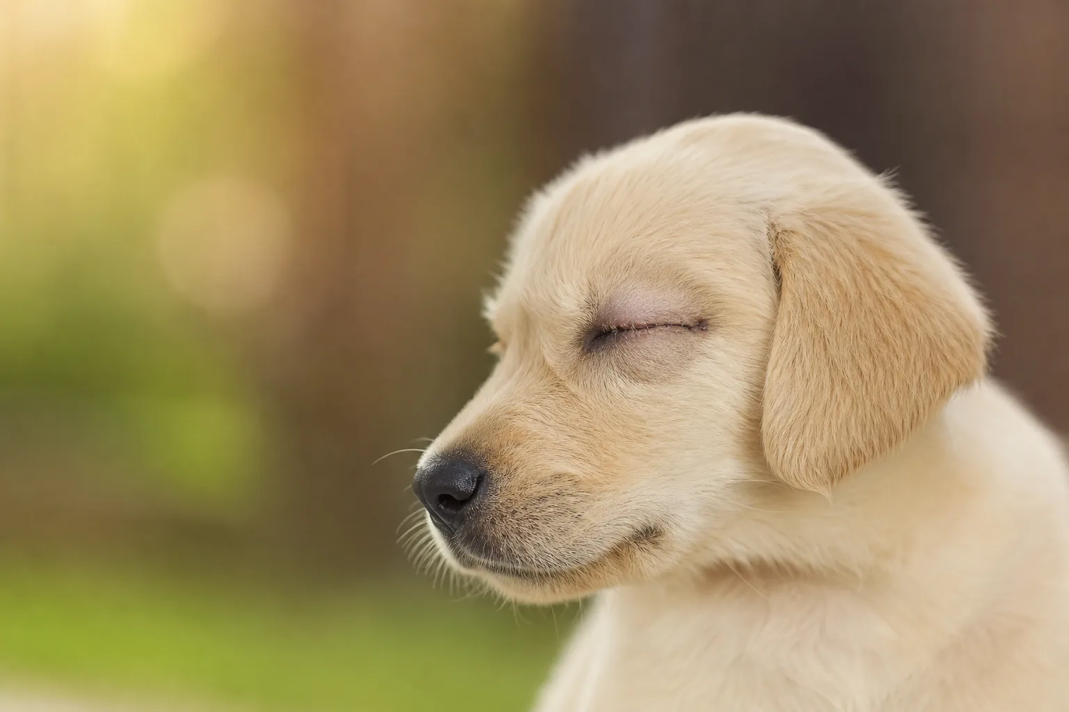 Jeune chiot au pelage clair photographié de profil, un œil fermé après une opération vétérinaire