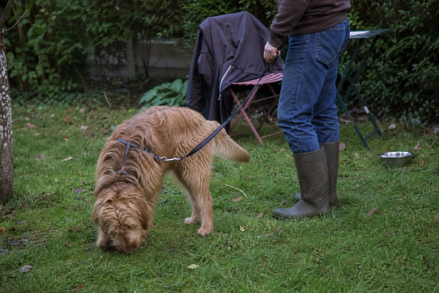 Chien tenu en laisse qui renifle le sol dans un jardin, son maître à ses côtés