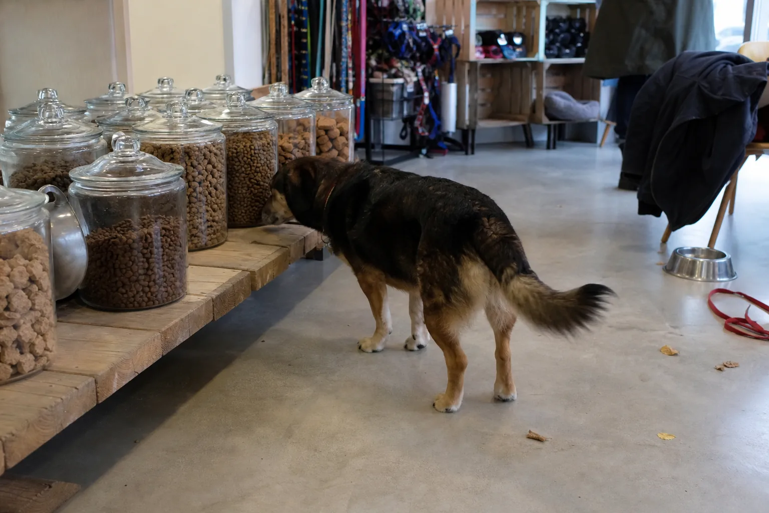 Grands bocaux en verre remplis de croquettes pour chiens dans une boutique spécialisée