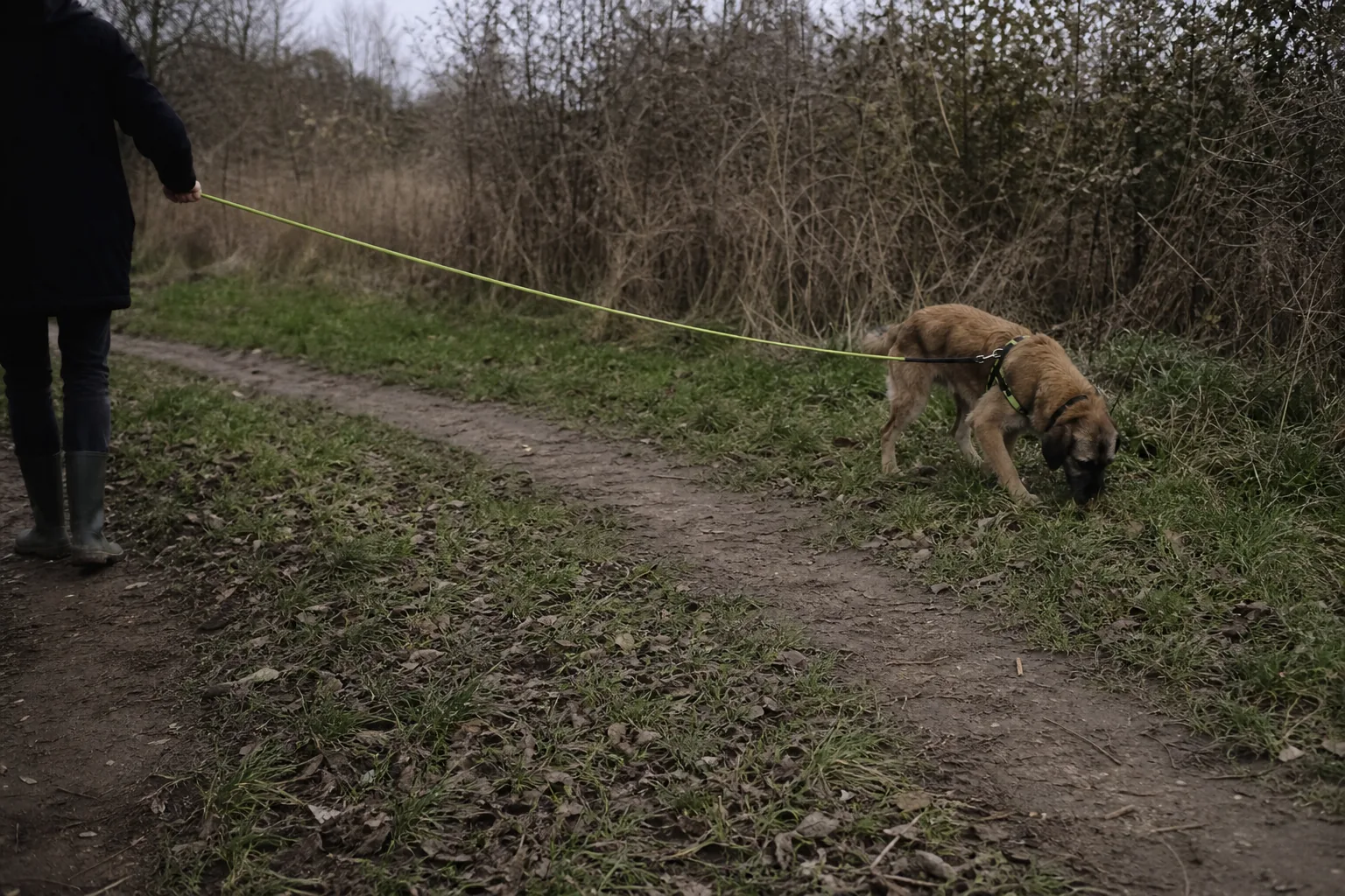 Un chien en harnais suit une piste olfactive au bout d'une longue laisse tenue par son maître, sur un sentier de campagne
