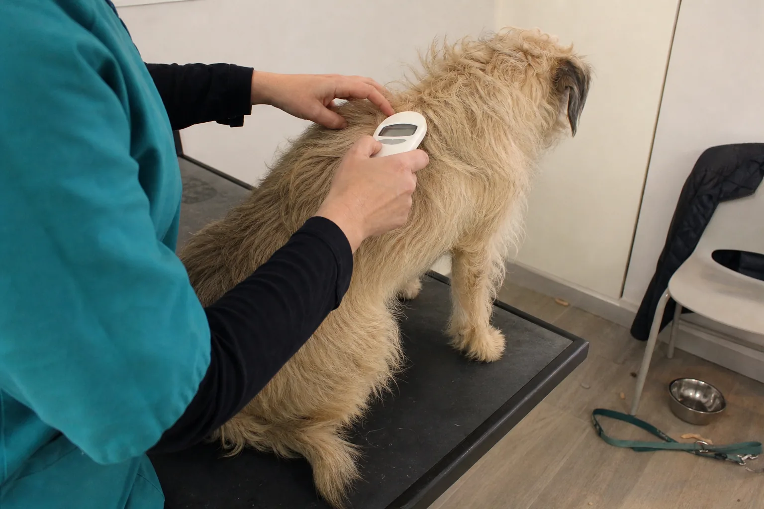 Vétérinaire lisant la puce électronique d'un chien à l'aide d'un lecteur portable
