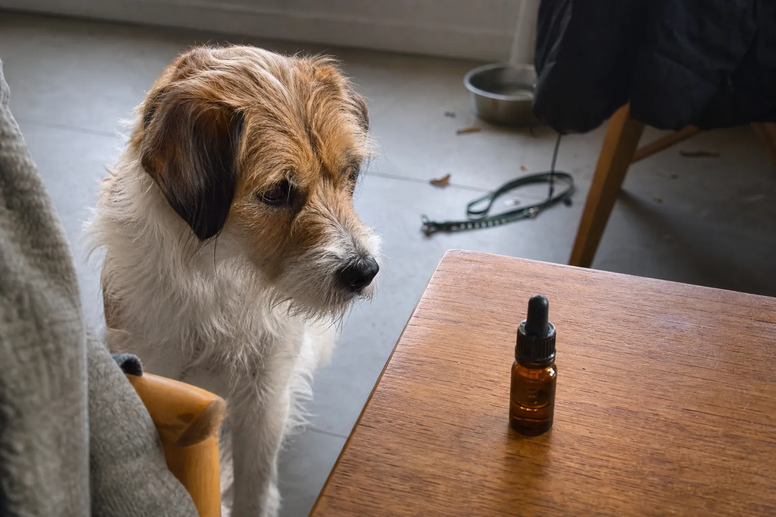 Flacon compte-gouttes d'huile posé sur une table à côté d'un chien attentif