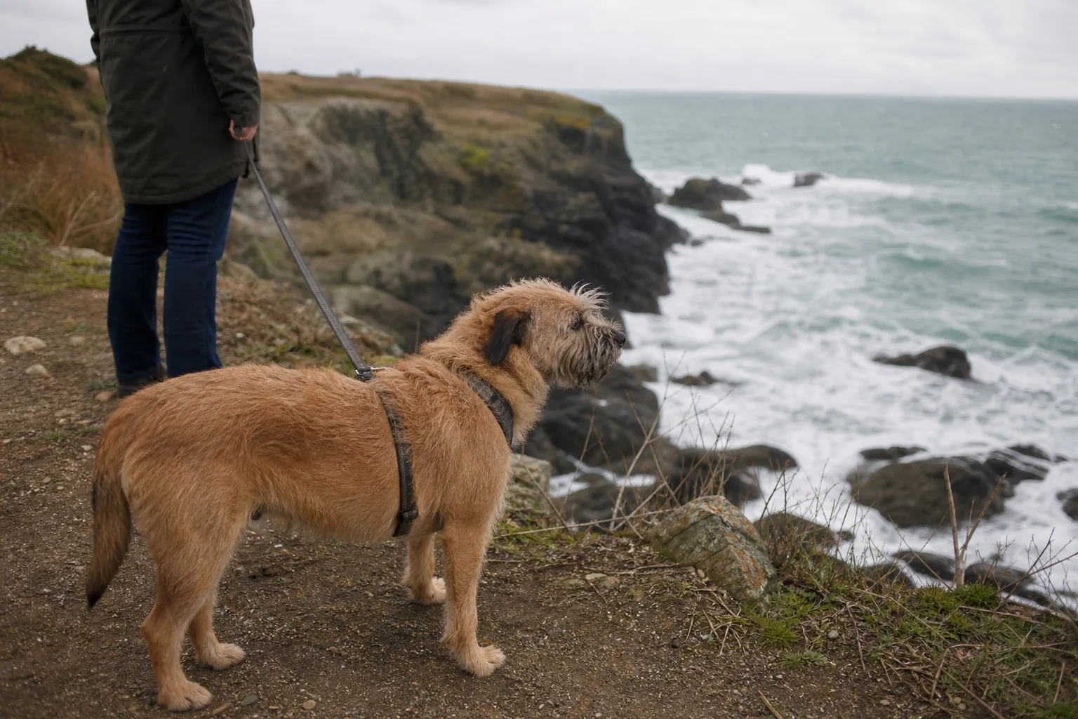 Chien tenu en laisse par son maître au pied d'une falaise côtière, la mer montant sur les rochers