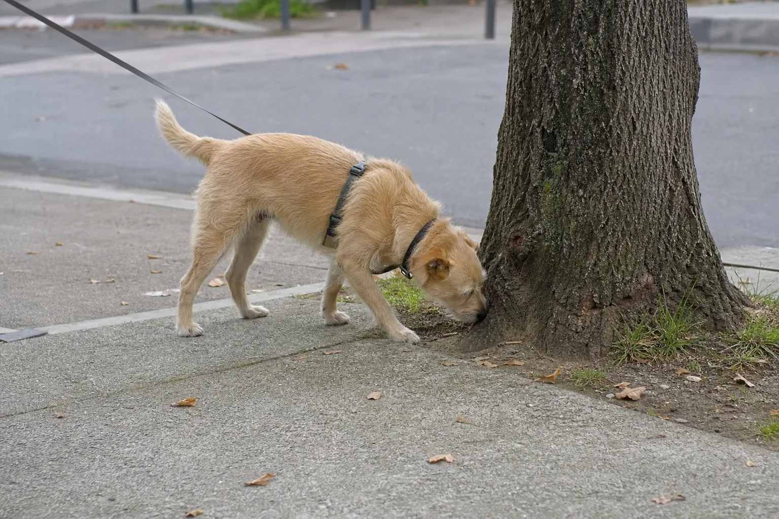 Chienne en laisse flairant avec insistance le pied d'un arbre en bord de trottoir