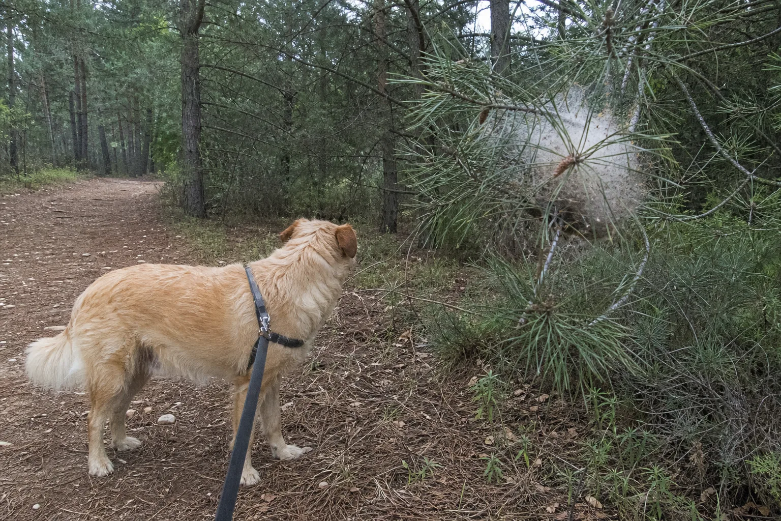 Chien tenu en laisse sur un sentier bordé de pins, avec un nid de chenilles processionnaires visible dans les branches