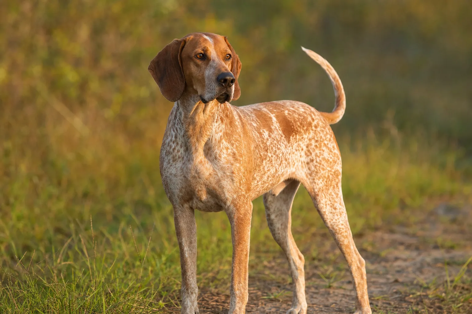 American English Coonhound (robe moucheté rouge (redtick)) adulte en extérieur
