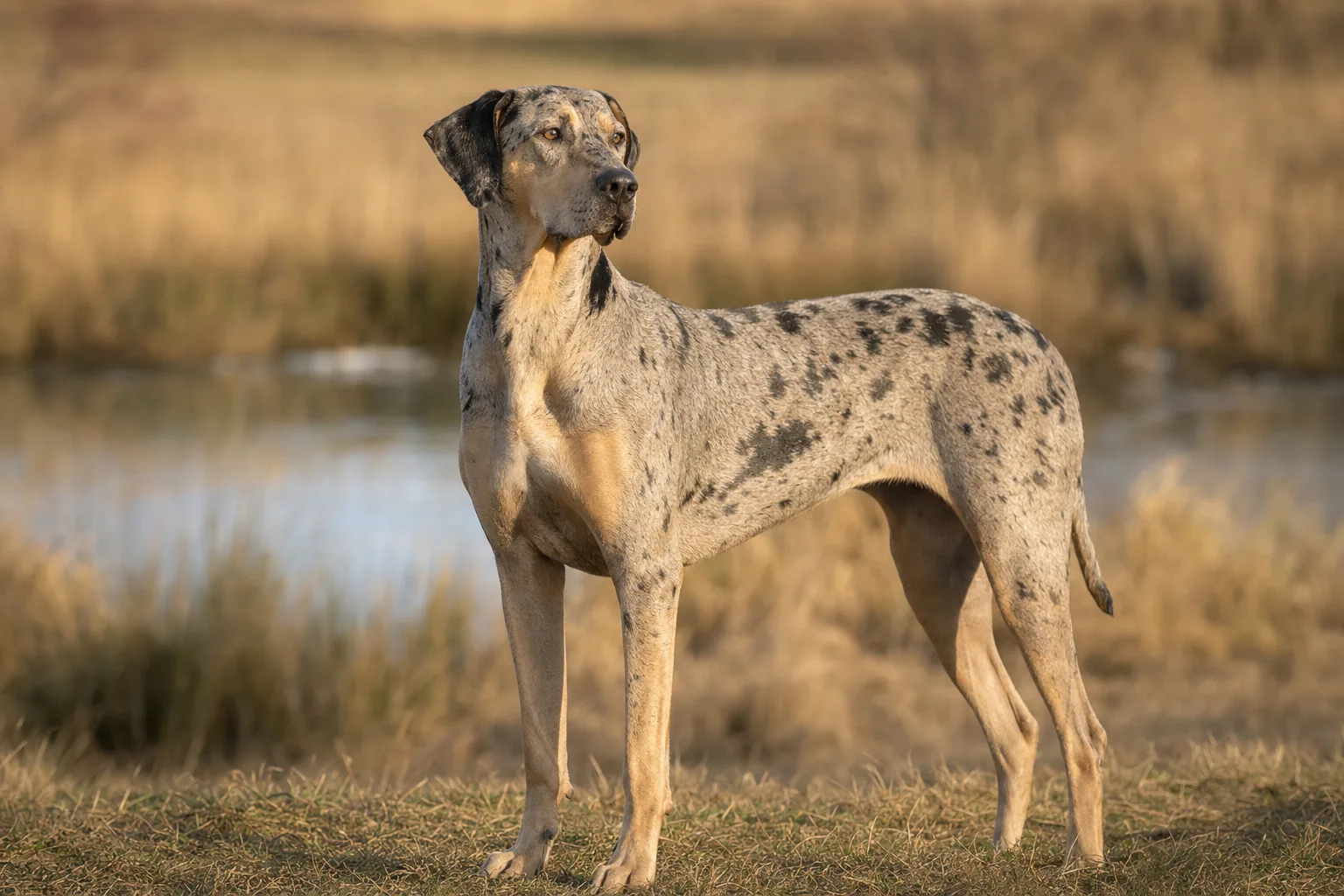 American Leopard Hound (robe robe léopard (merle)) adulte en extérieur