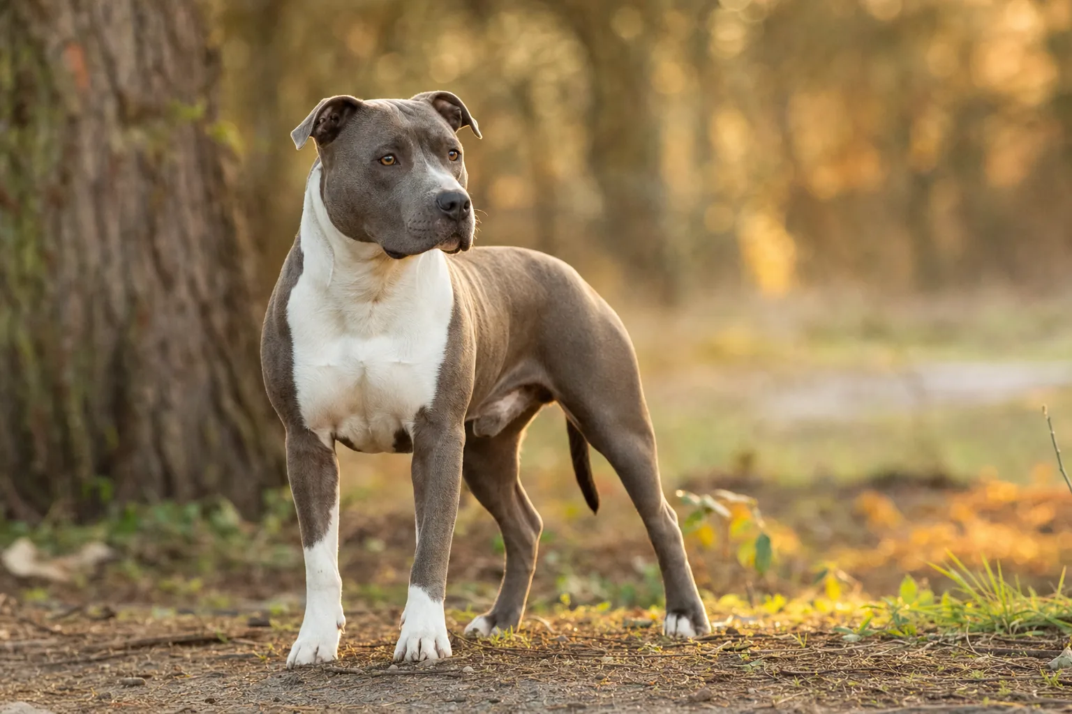 American Pit Bull Terrier (robe toutes robes admises (unicolore, bringé, panaché) sauf le merle) adulte en extérieur