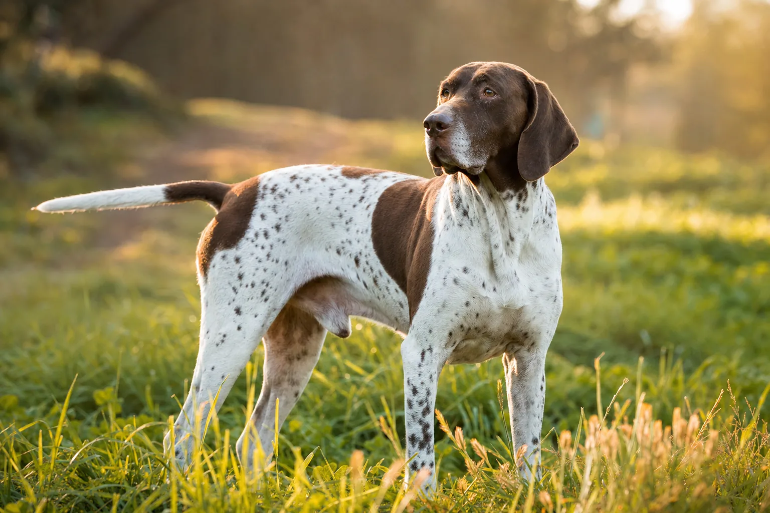 Ancien Chien d'Arrêt Danois (robe blanc à panachures brun (marron)) adulte en extérieur