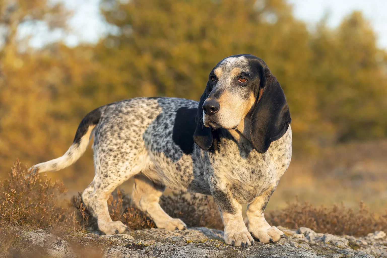 Basset Bleu de Gascogne (robe fond blanc entièrement moucheté de noir donnant un reflet bleu ardoisé) adulte en extérieur
