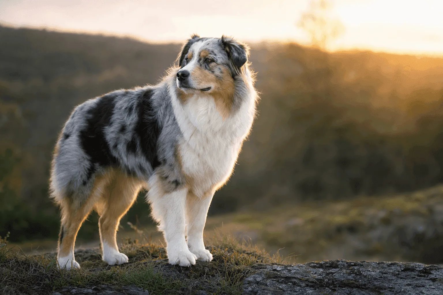 Berger australien bleu merle debout sur un rocher au coucher du soleil