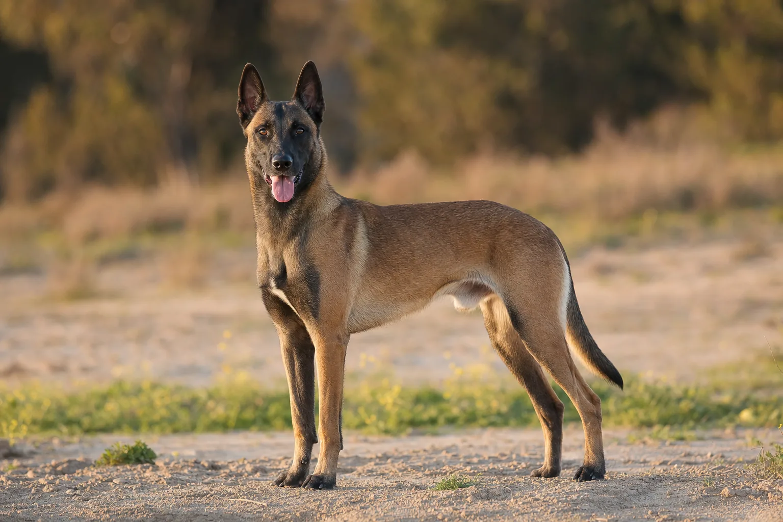 Berger Belge Malinois (robe fauve charbonné avec masque noir) adulte en extérieur