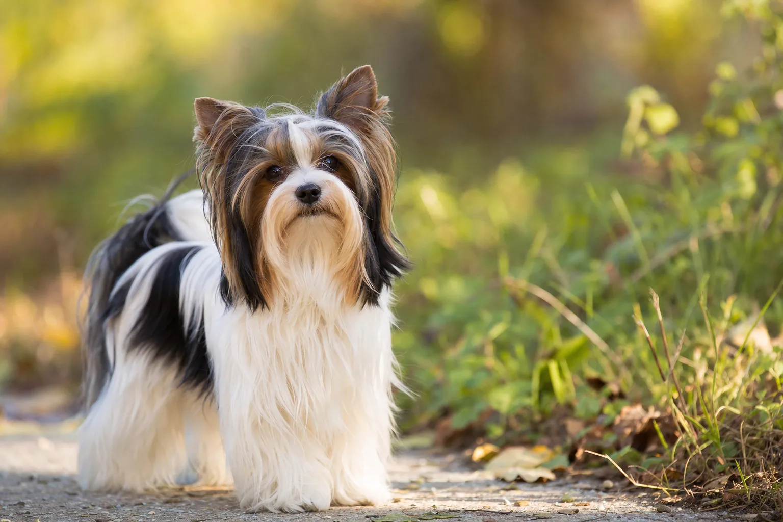 Biewer Terrier (robe tricolore (noir/bleu, blanc et doré/feu)) adulte en extérieur