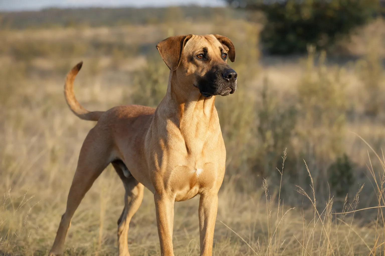 Black Mouth Cur (robe jaune) adulte en extérieur