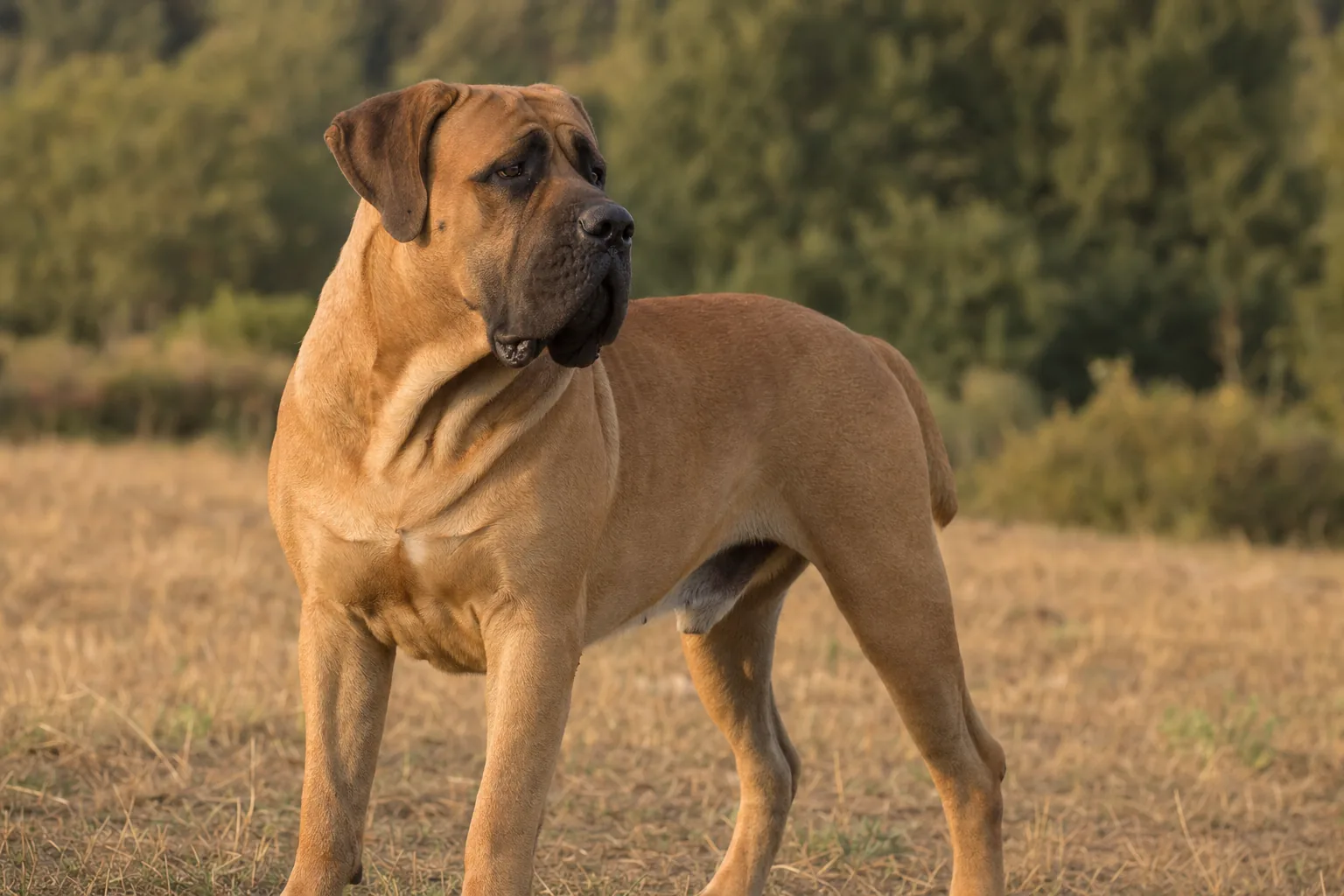 Boerboel (robe fauve) adulte en extérieur