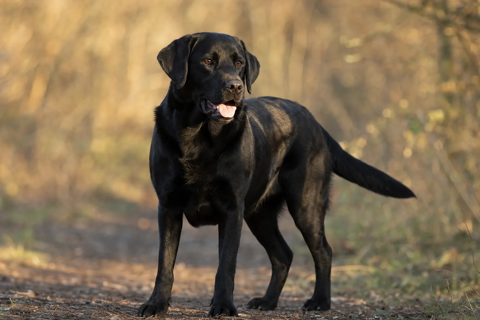 Borador (robe noir) adulte en extérieur