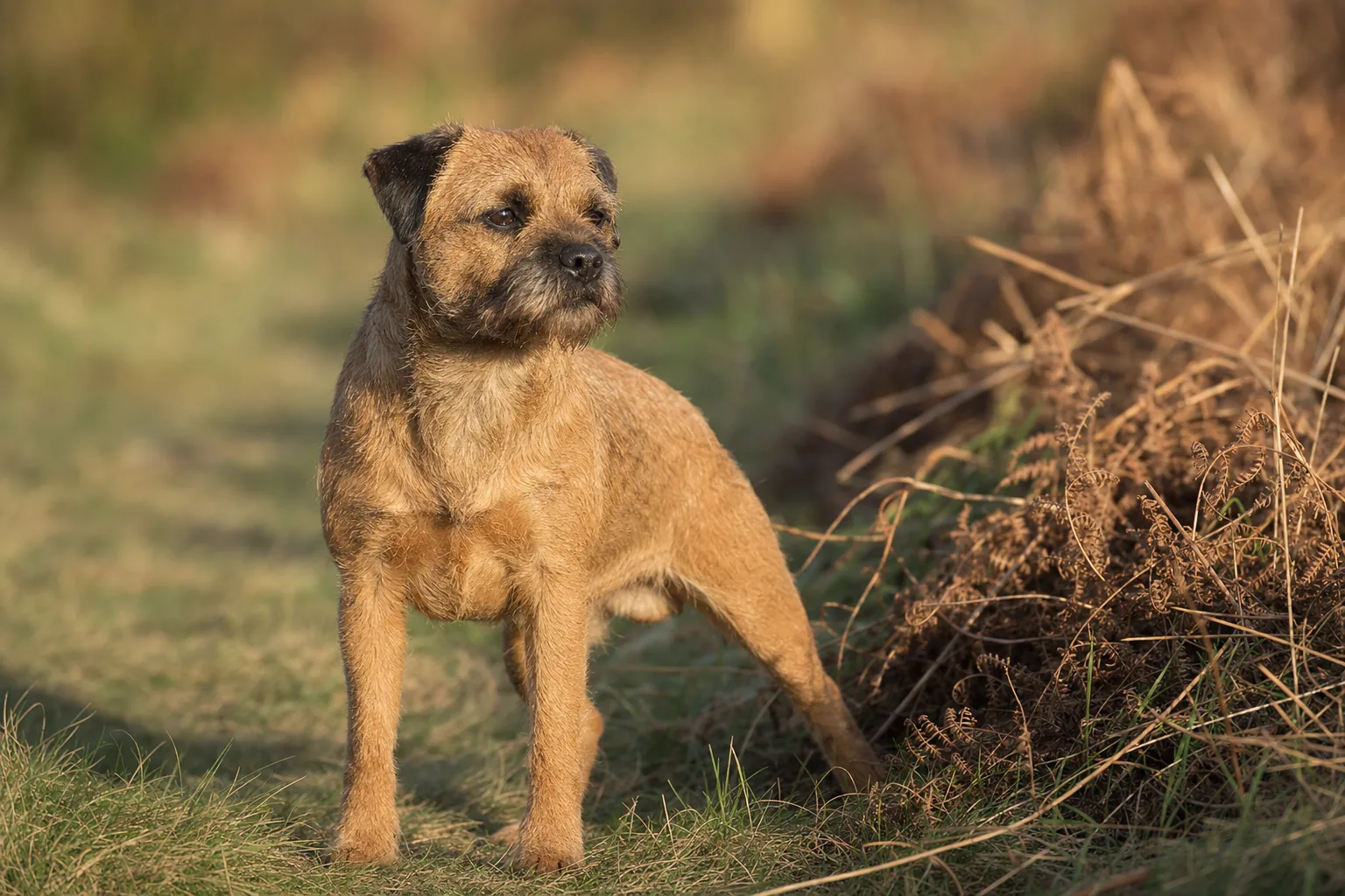 Border Terrier (robe rouge) adulte en extérieur