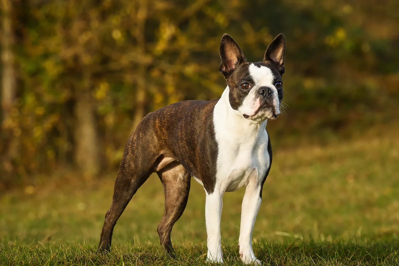 Boston Terrier (robe bringé et blanc) adulte en extérieur