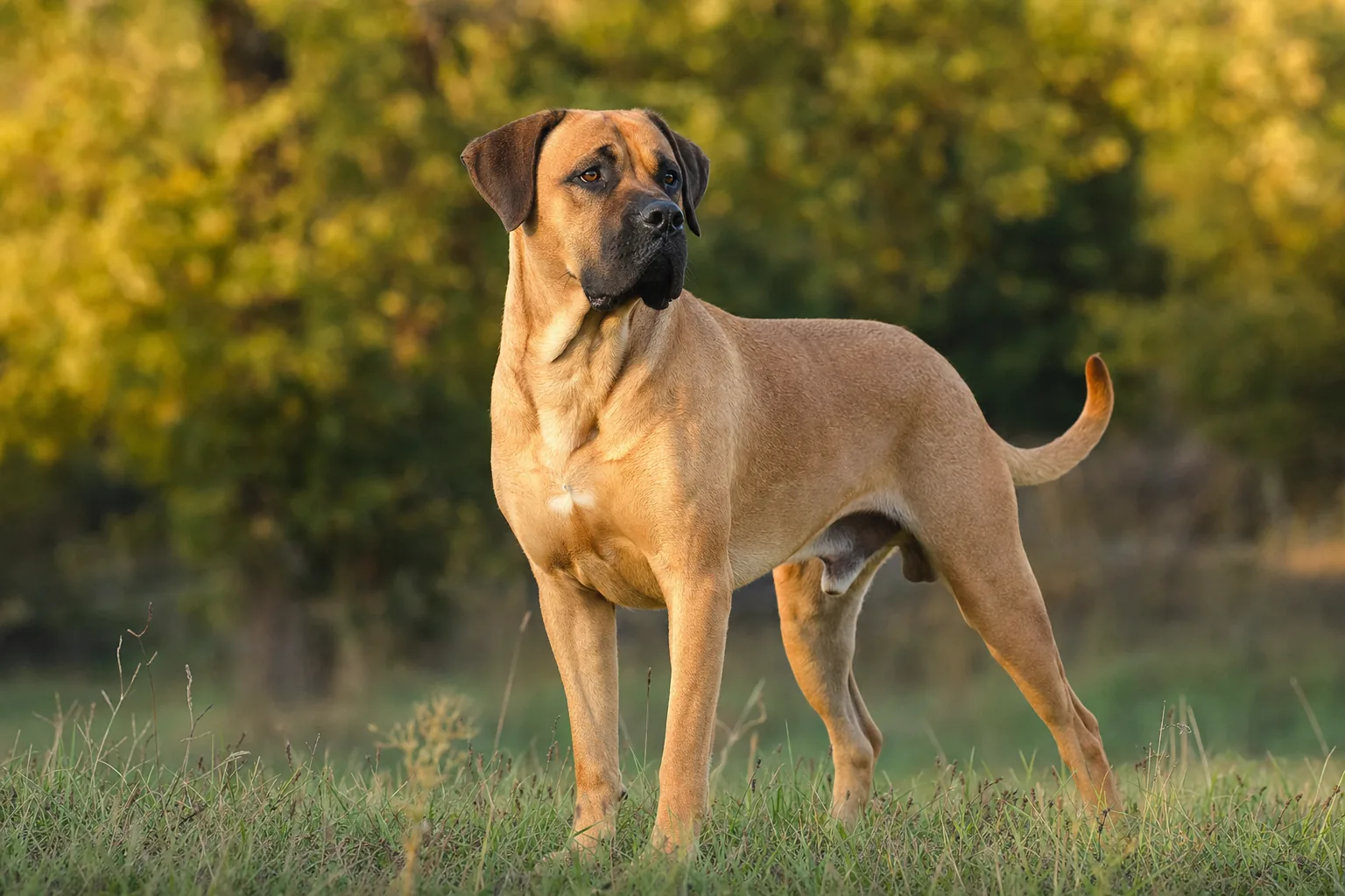 Boxador (robe fauve) adulte en extérieur
