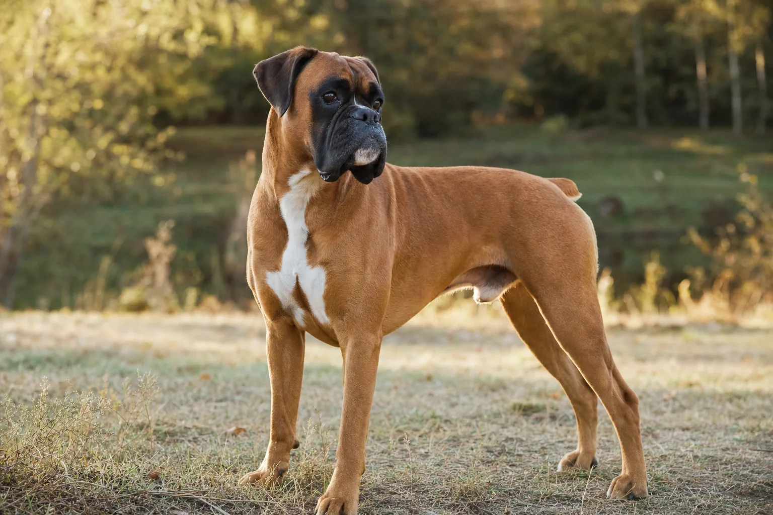Boxer (robe fauve) adulte en extérieur