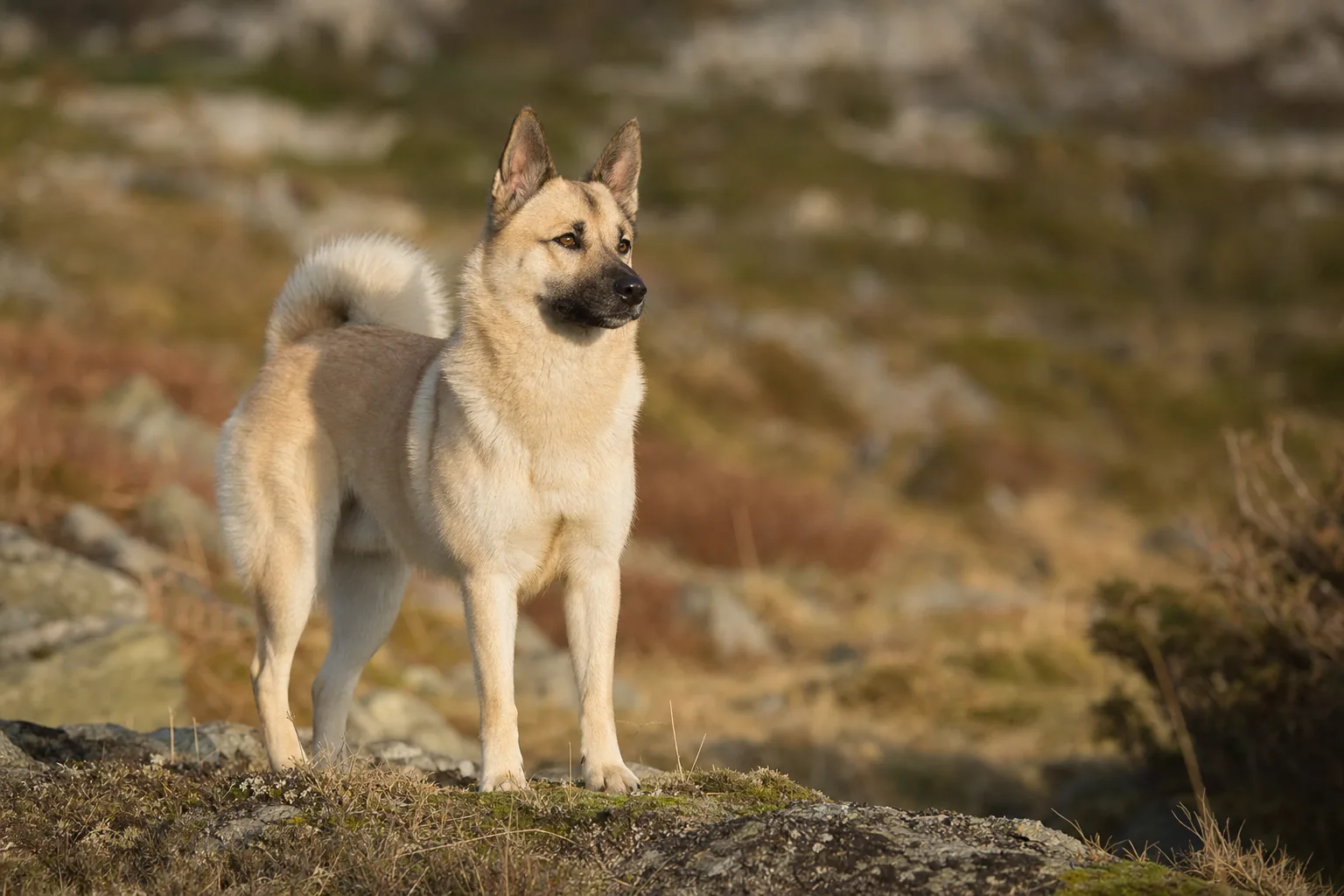 Buhund Norvégien (robe froment (du crème au roux)) adulte en extérieur