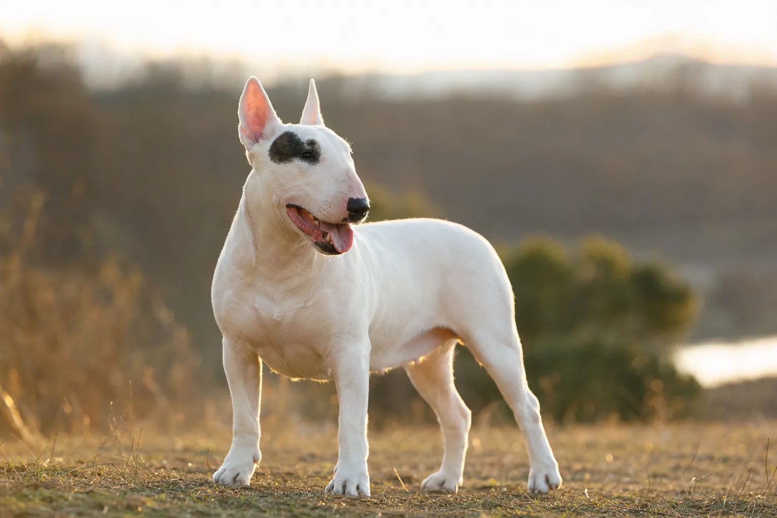 Bull Terrier (robe blanc (marques admises sur la tête)) adulte en extérieur