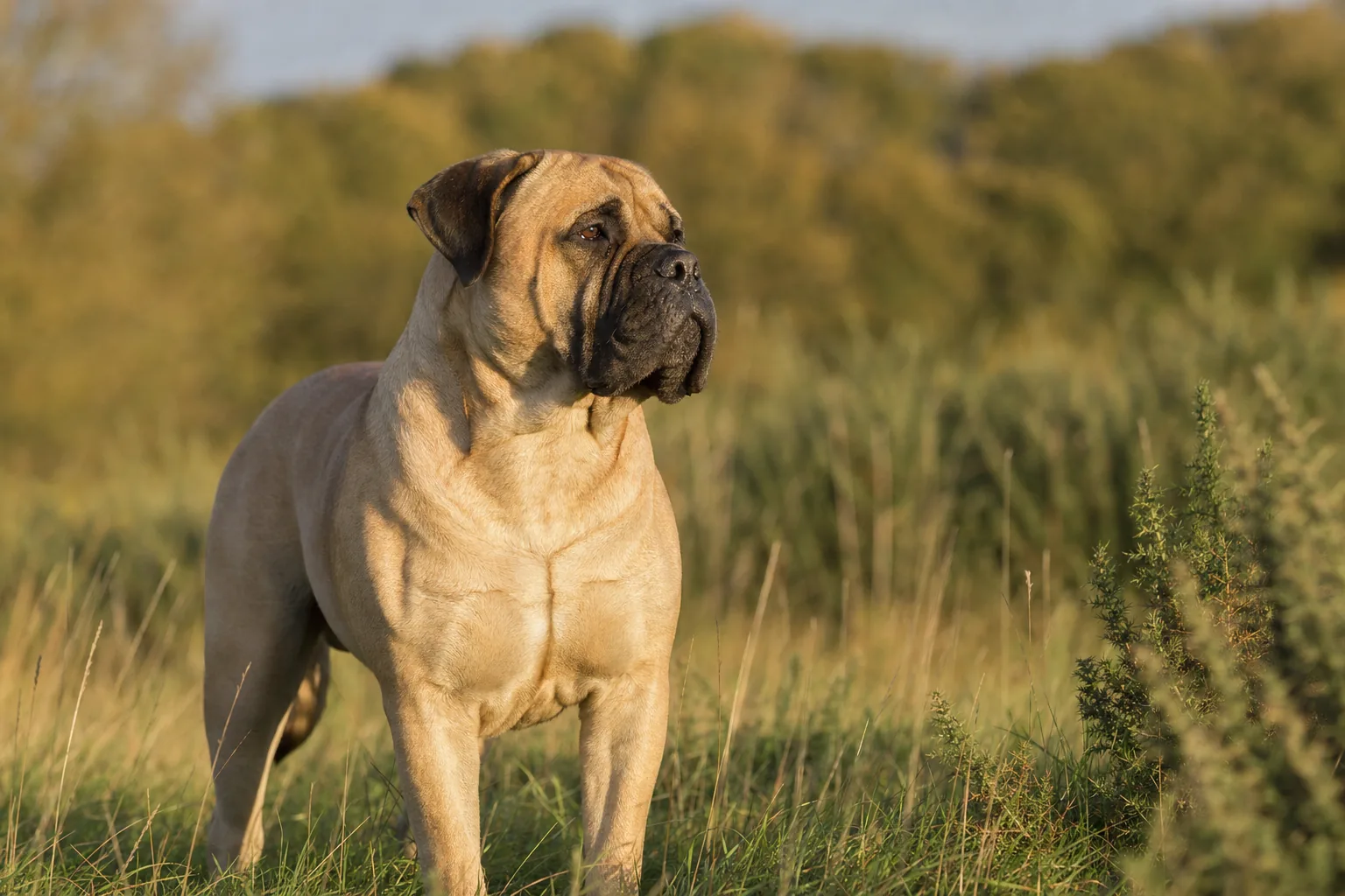 Bullmastiff (robe fauve) adulte en extérieur