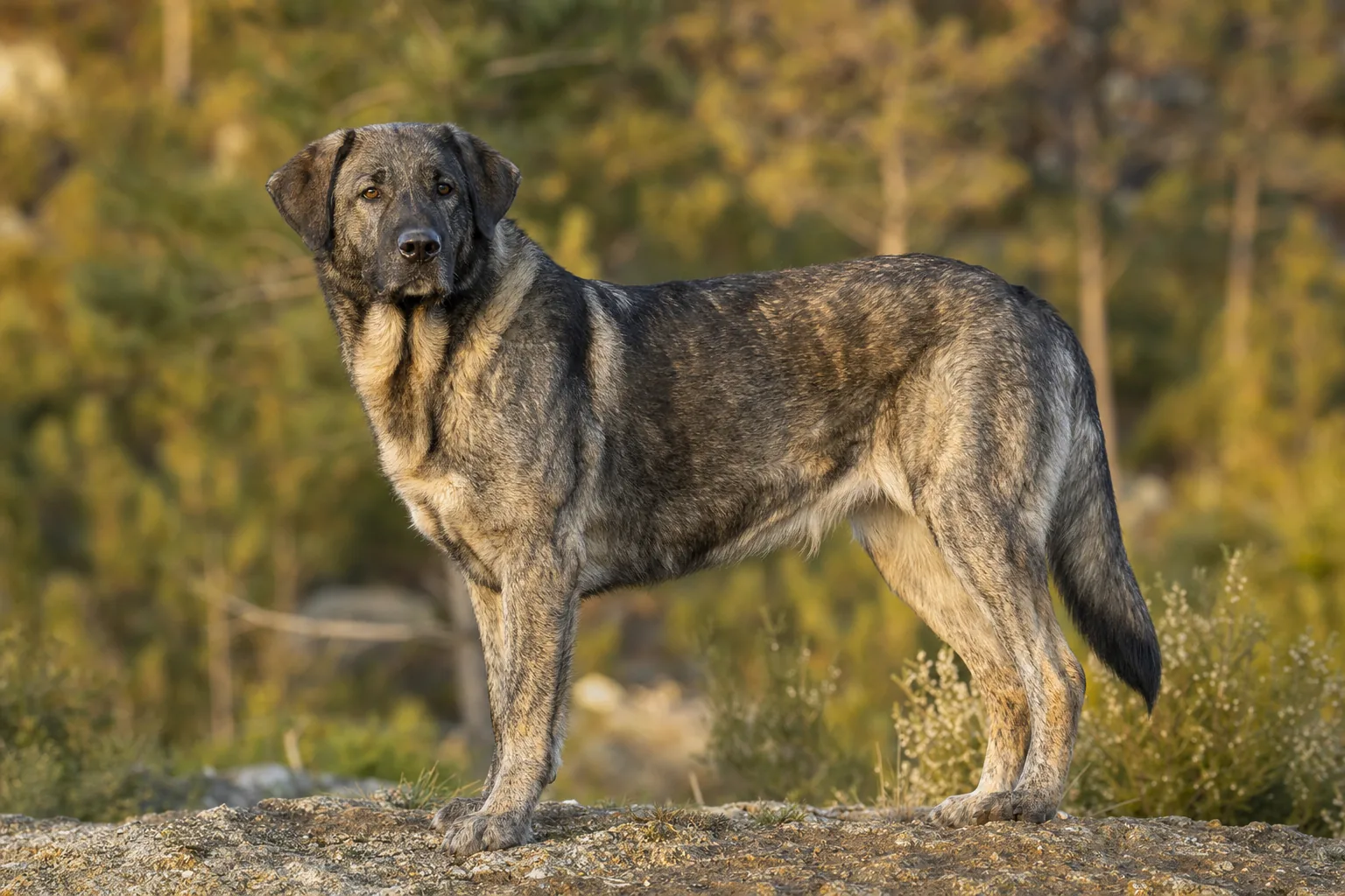 Chien de Castro Laboreiro (robe robe dite « poil de loup » (bringé gris de clair à foncé, dit « pelo de lobo »)) adulte en extérieur
