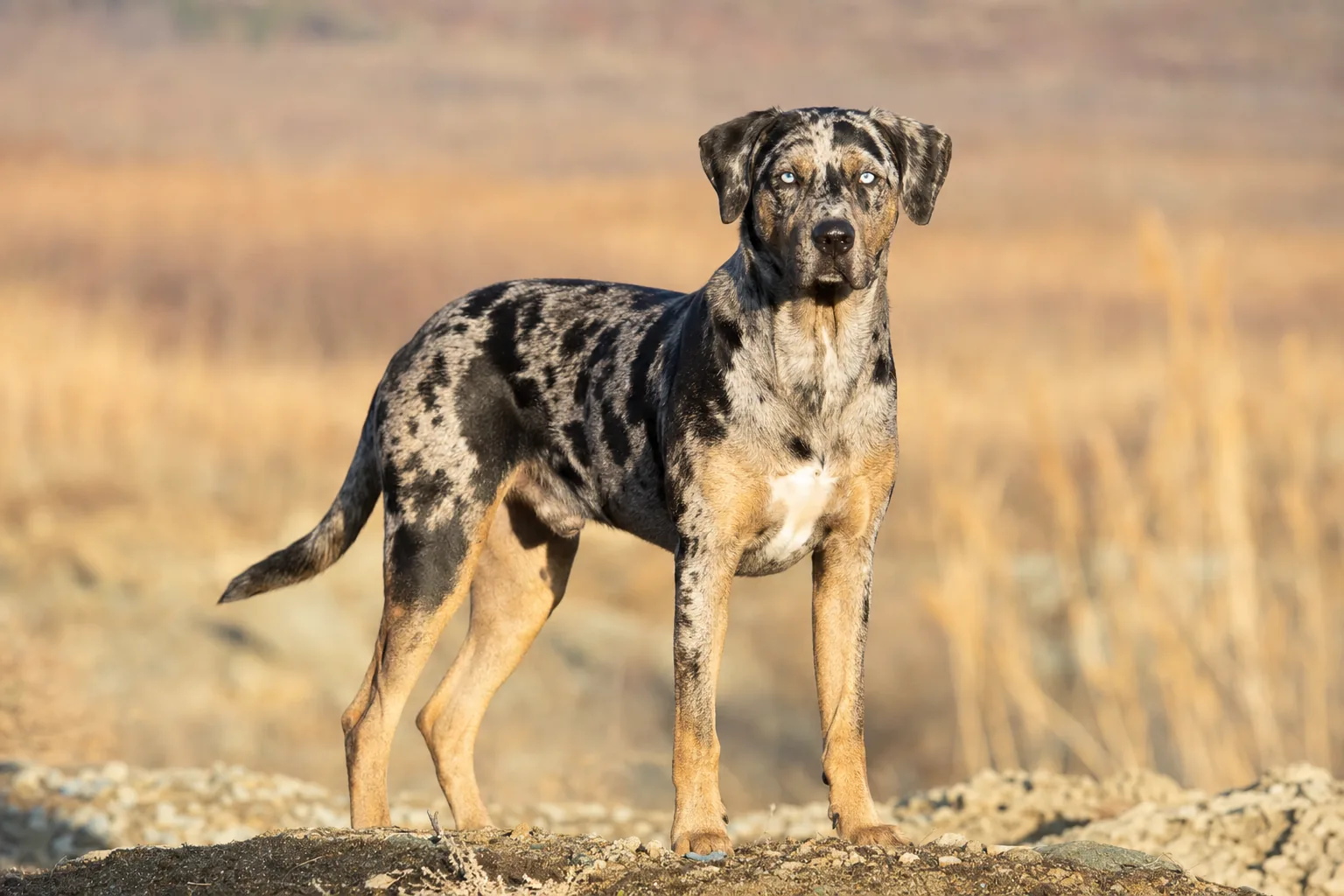 Catahoula Leopard Dog (robe robe merle (dite léopard), bleu ou rouge) adulte en extérieur