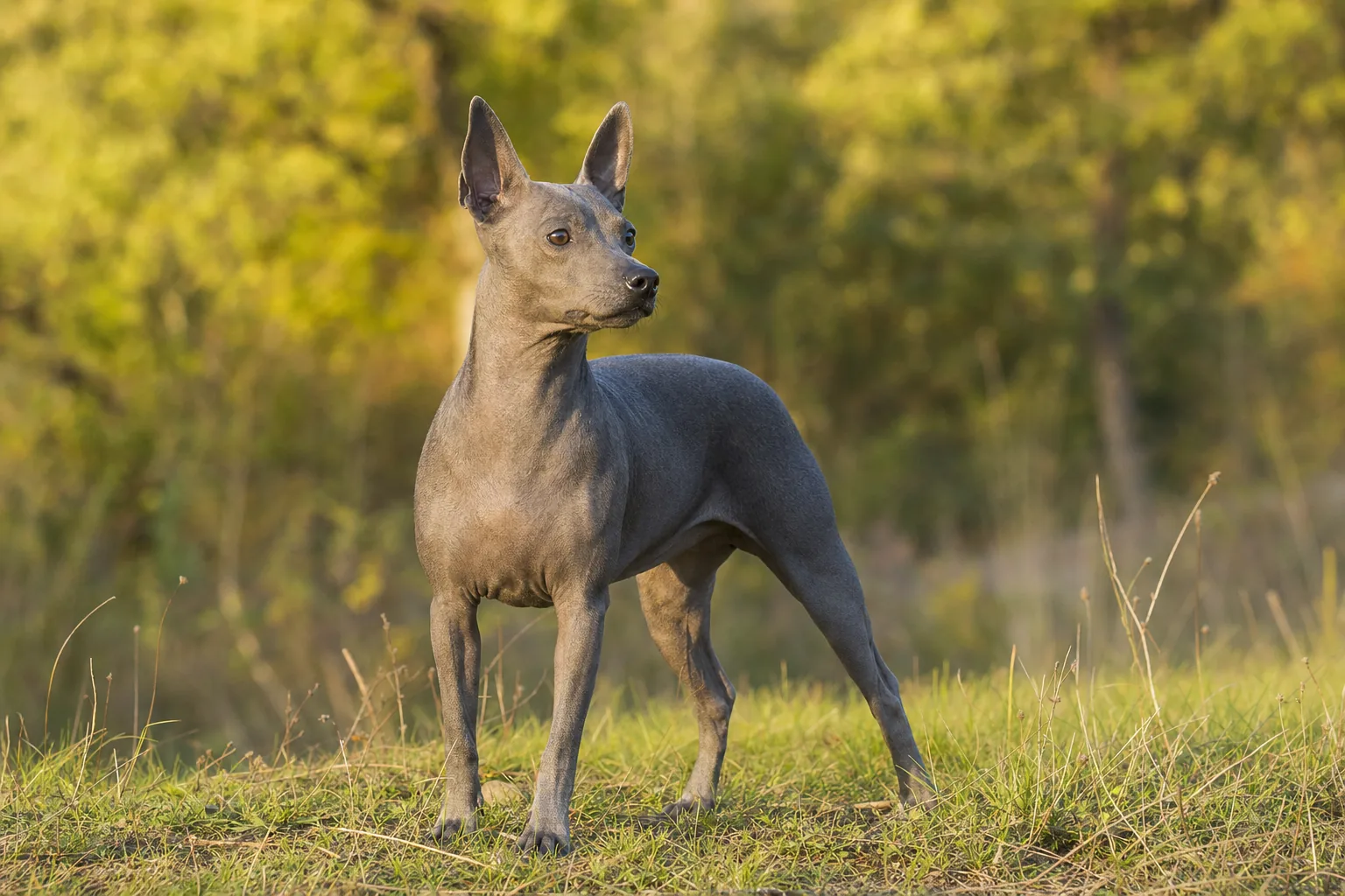 Terrier Tchèque (robe gris-bleu) adulte en extérieur