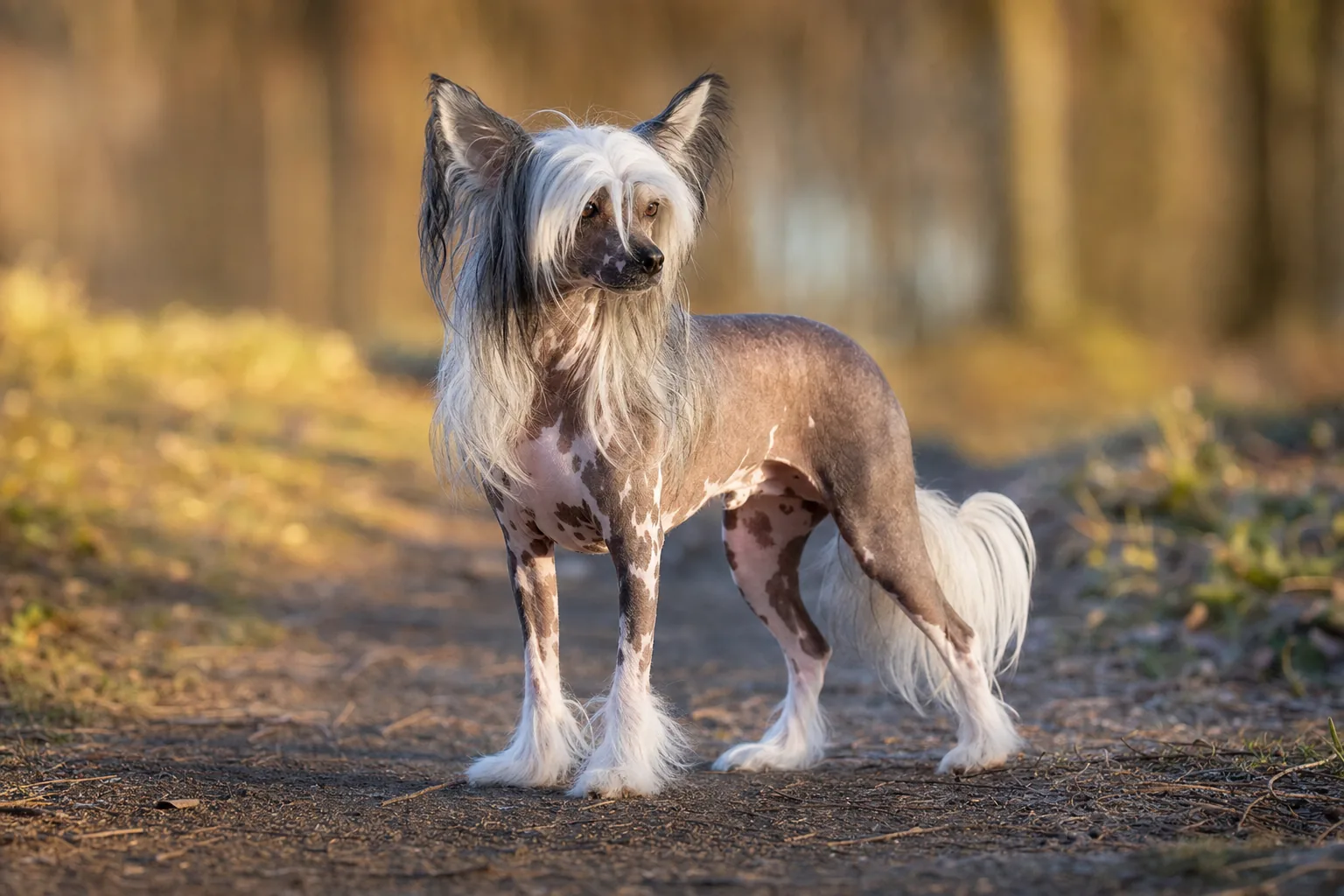 Chien Chinois à Crête (robe toutes les couleurs et combinaisons sont admises, unies ou panachées) adulte en extérieur
